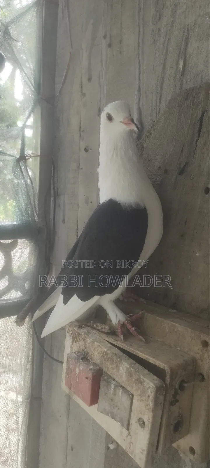 Cila Pigeon