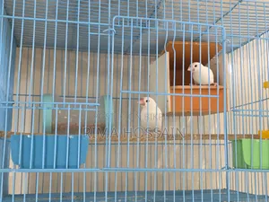 এক জোড়া রানিং জাভা পাখি