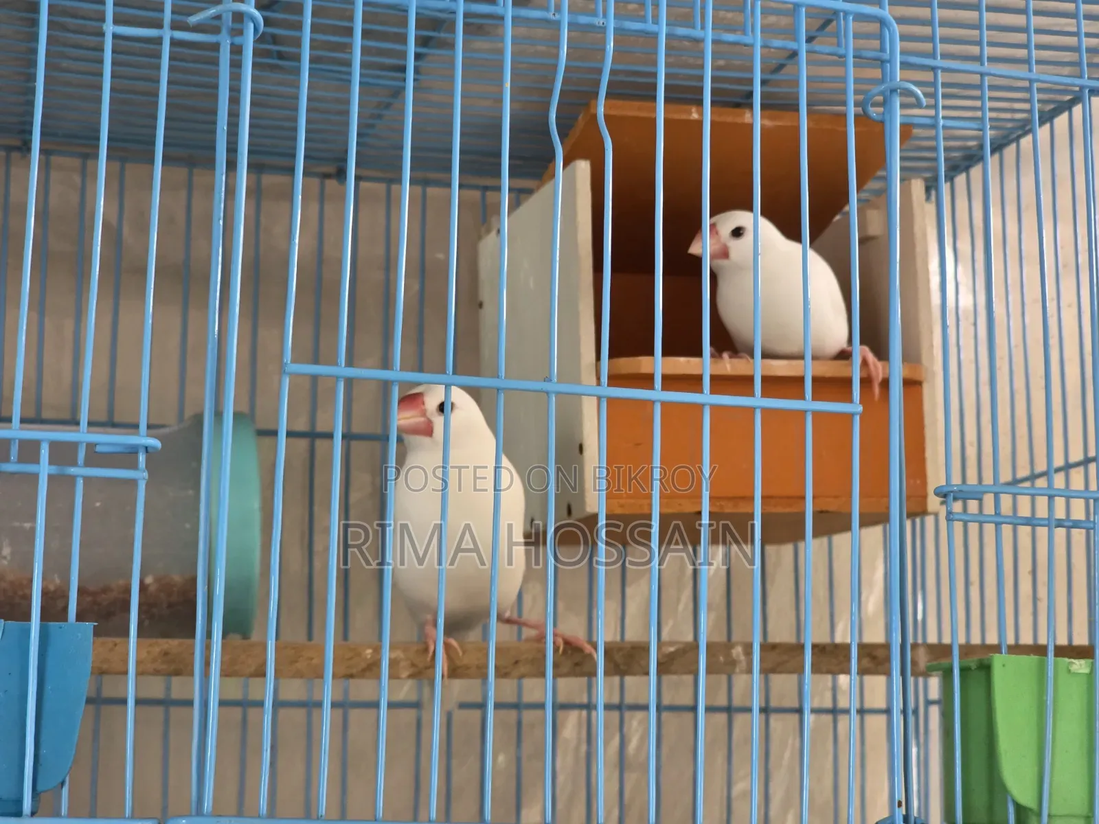 এক জোড়া রানিং জাভা পাখি