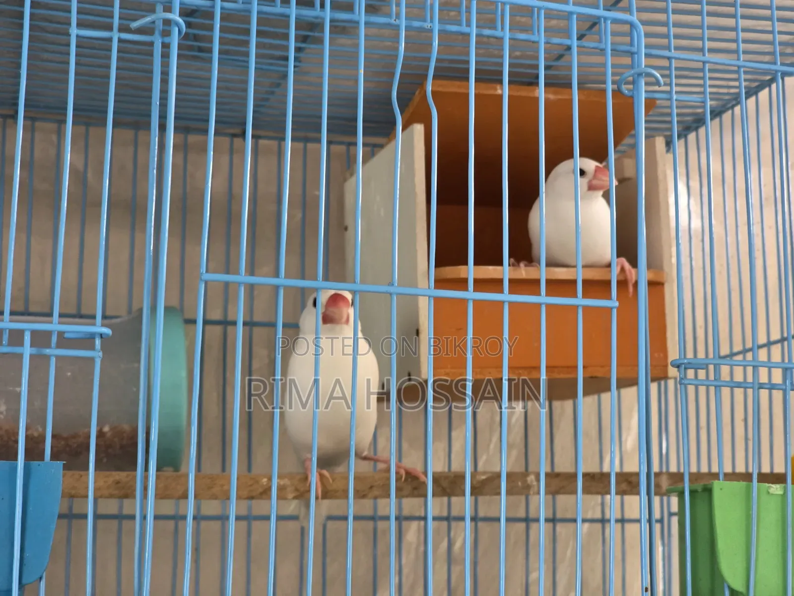এক জোড়া রানিং জাভা পাখি