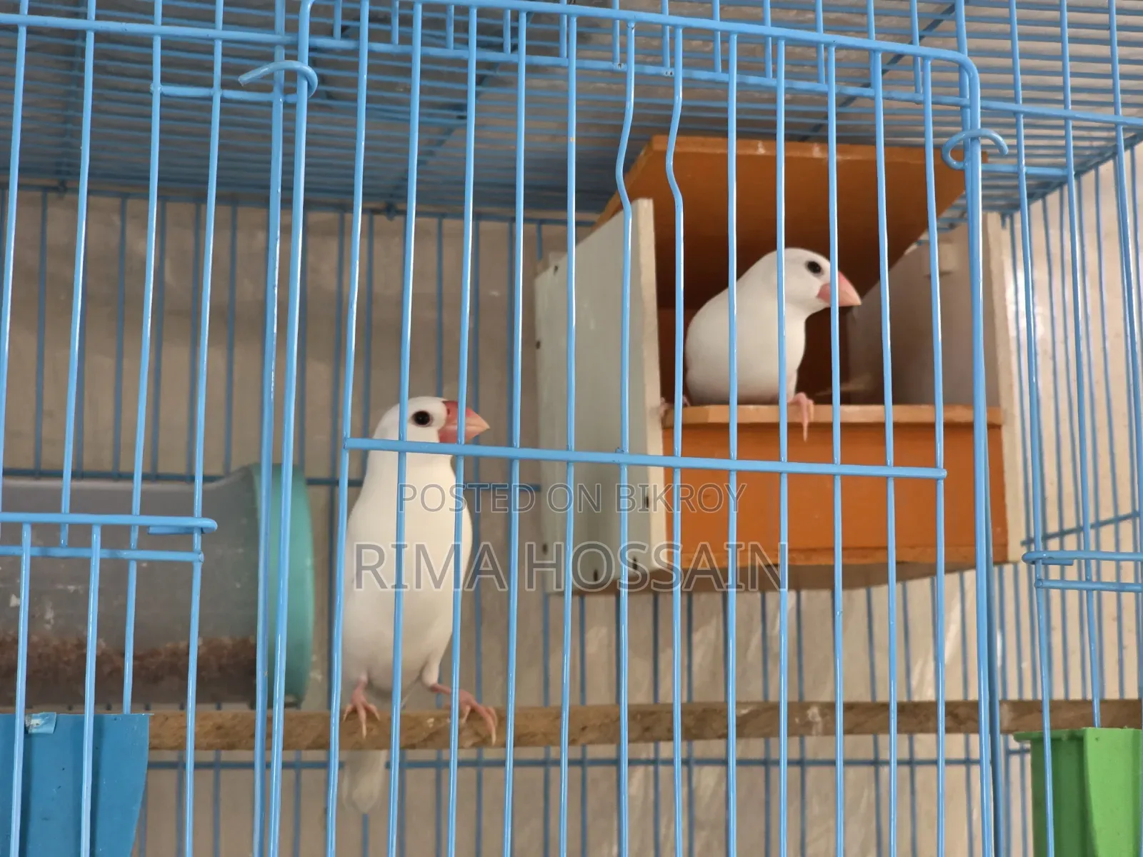 এক জোড়া রানিং জাভা পাখি