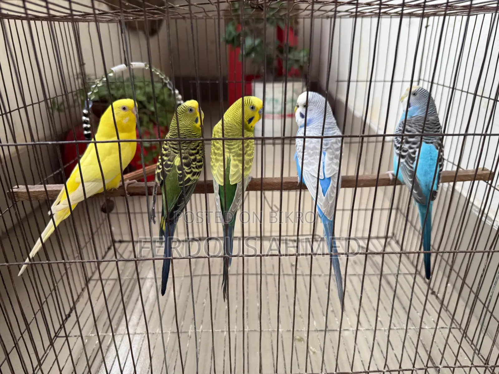 Budgerigar - 5 birds