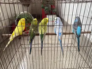 Budgerigar - 5 birds