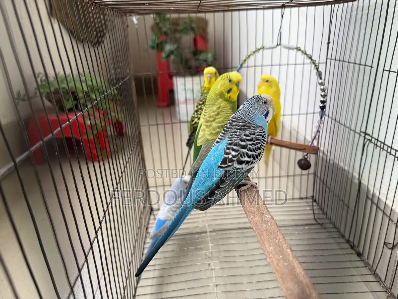 Budgerigar - 5 birds