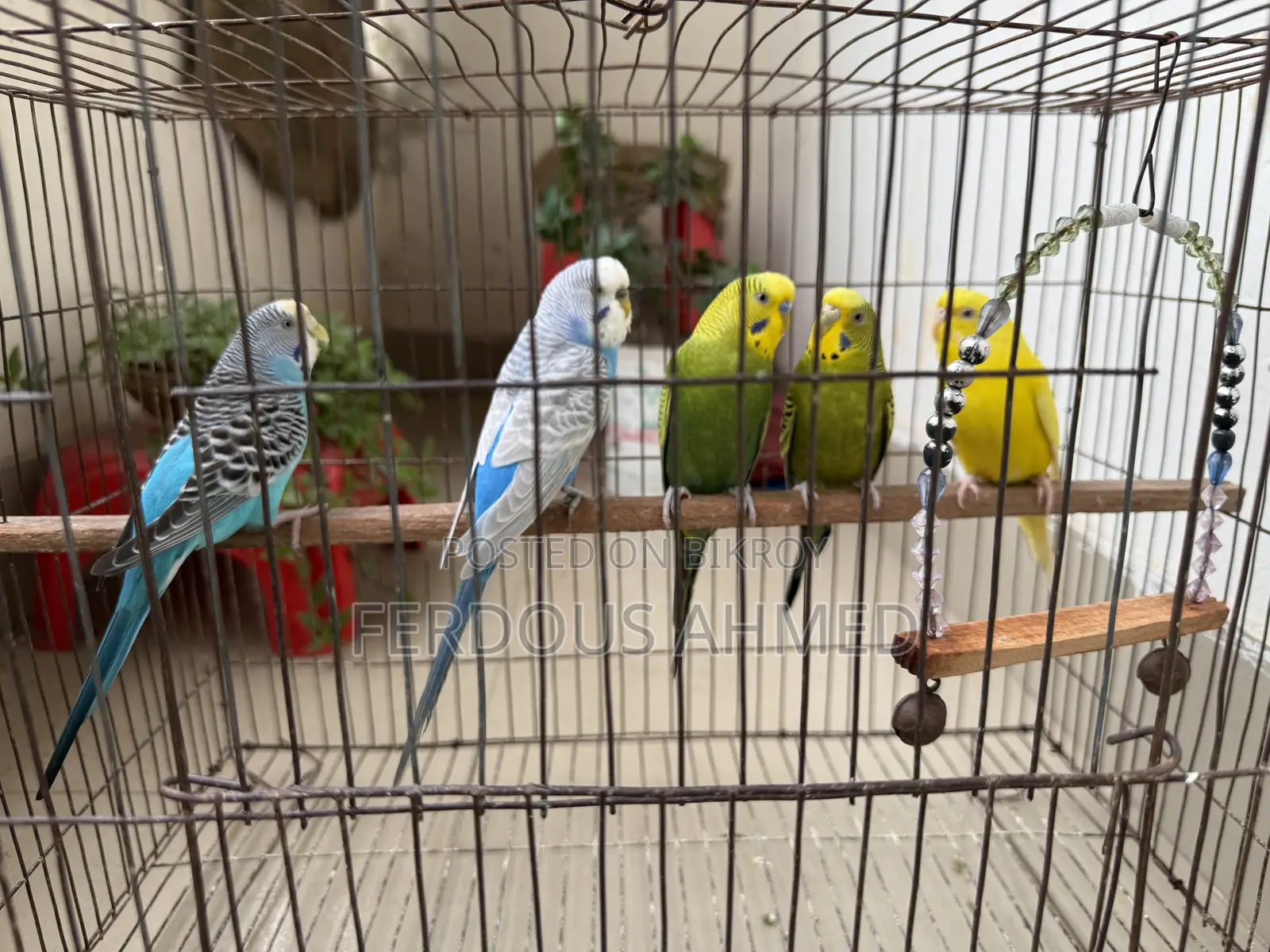 Budgerigar - 5 birds