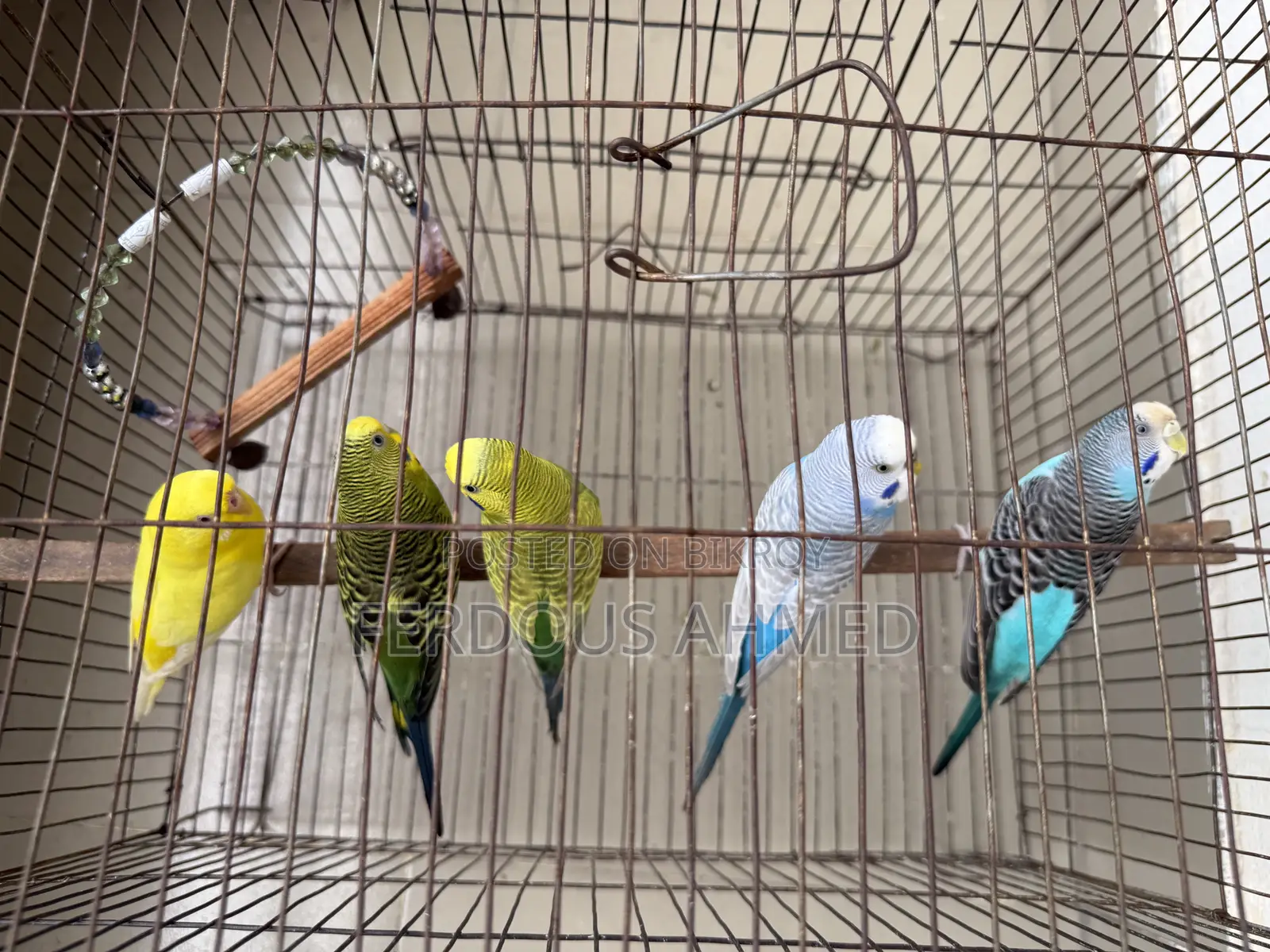 Budgerigar - 5 birds