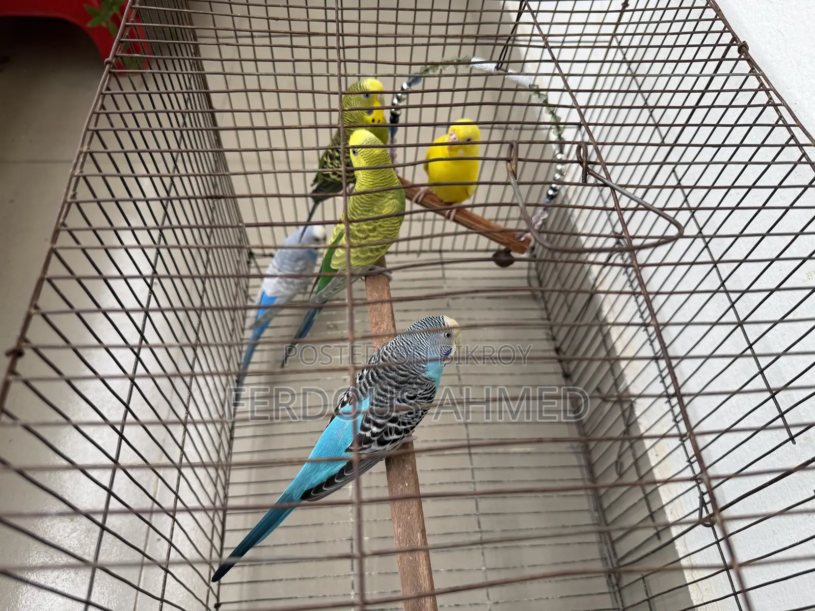 Budgerigar - 5 birds