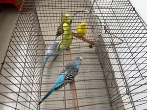 Budgerigar - 5 birds