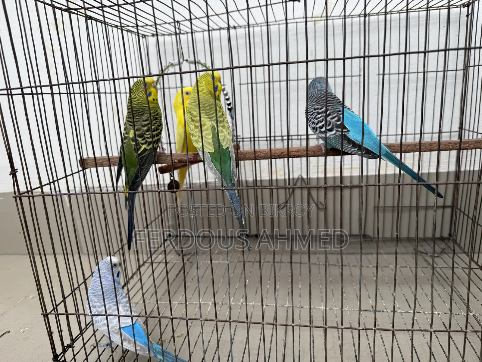 Budgerigar - 5 birds