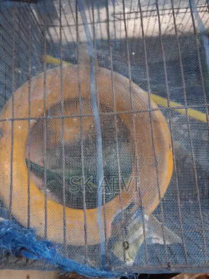 Alhamdulillah, the pair is good, there were 5 chicks, now there are 2, 1 month old