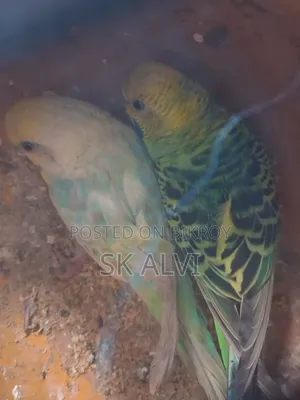 Alhamdulillah, the pair is good, there were 5 chicks, now there are 2, 1 month old