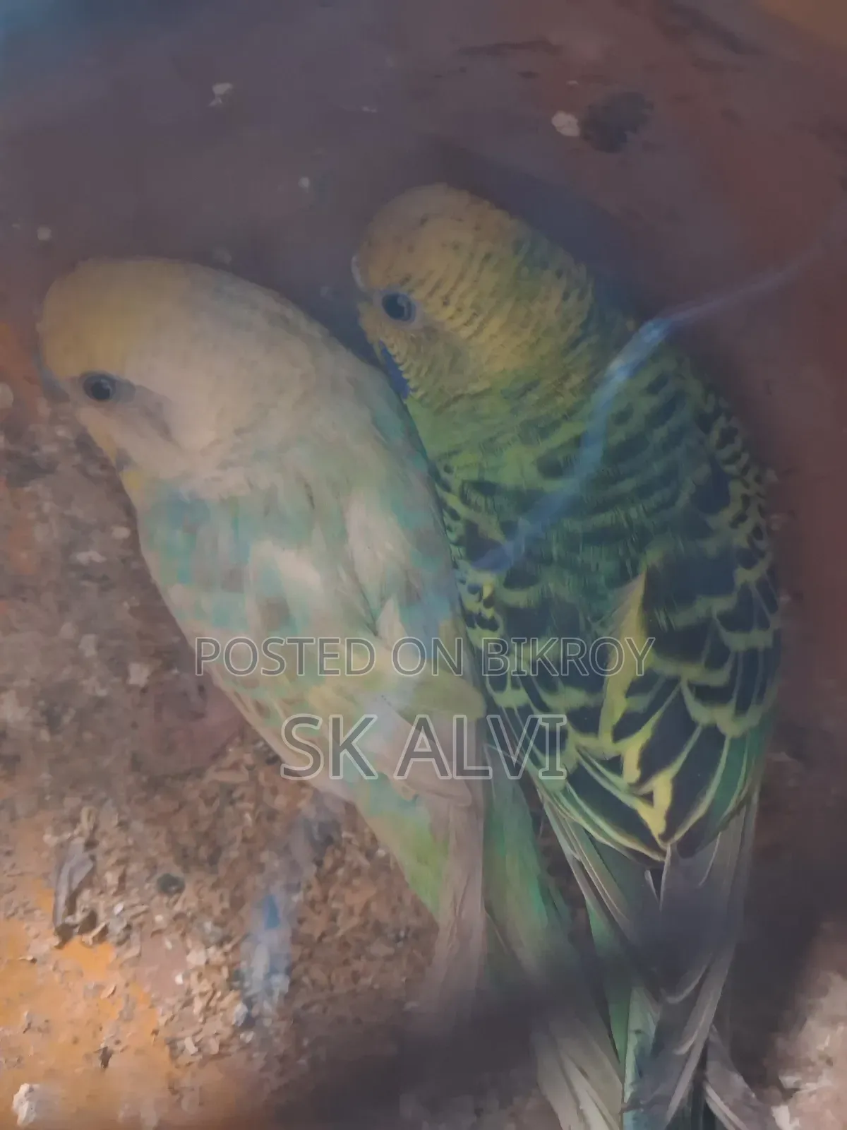 Alhamdulillah, the pair is good, there were 5 chicks, now there are 2, 1 month old