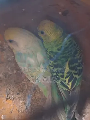 Alhamdulillah, the pair is good, there were 5 chicks, now there are 2, 1 month old