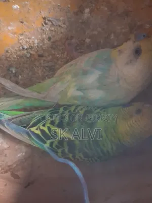Alhamdulillah, the pair is good, there were 5 chicks, now there are 2, 1 month old