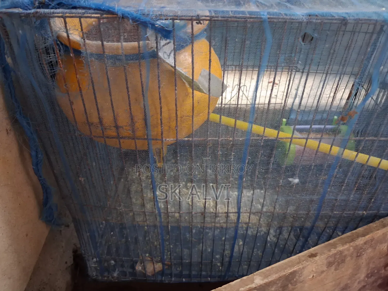 Alhamdulillah, the pair is good, there were 5 chicks, now there are 2, 1 month old