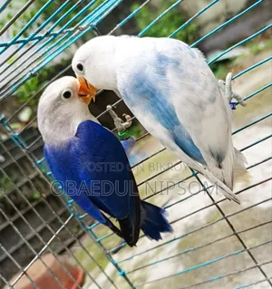 Lovebird Pair