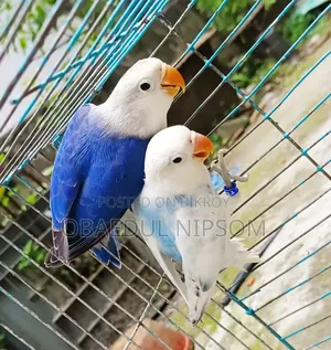 Lovebird Pair