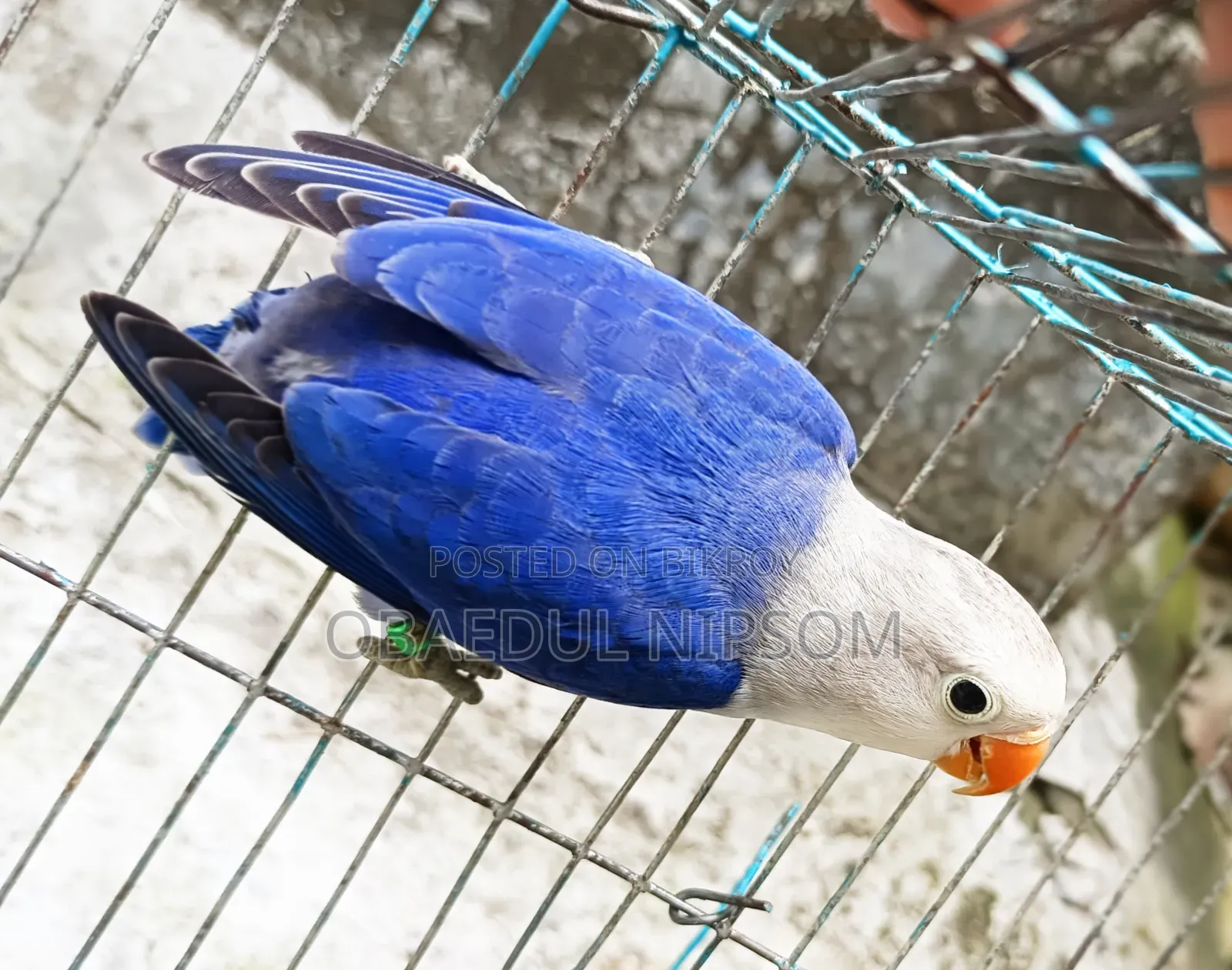 Lovebird Pair