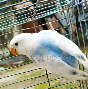 Lovebird Pair