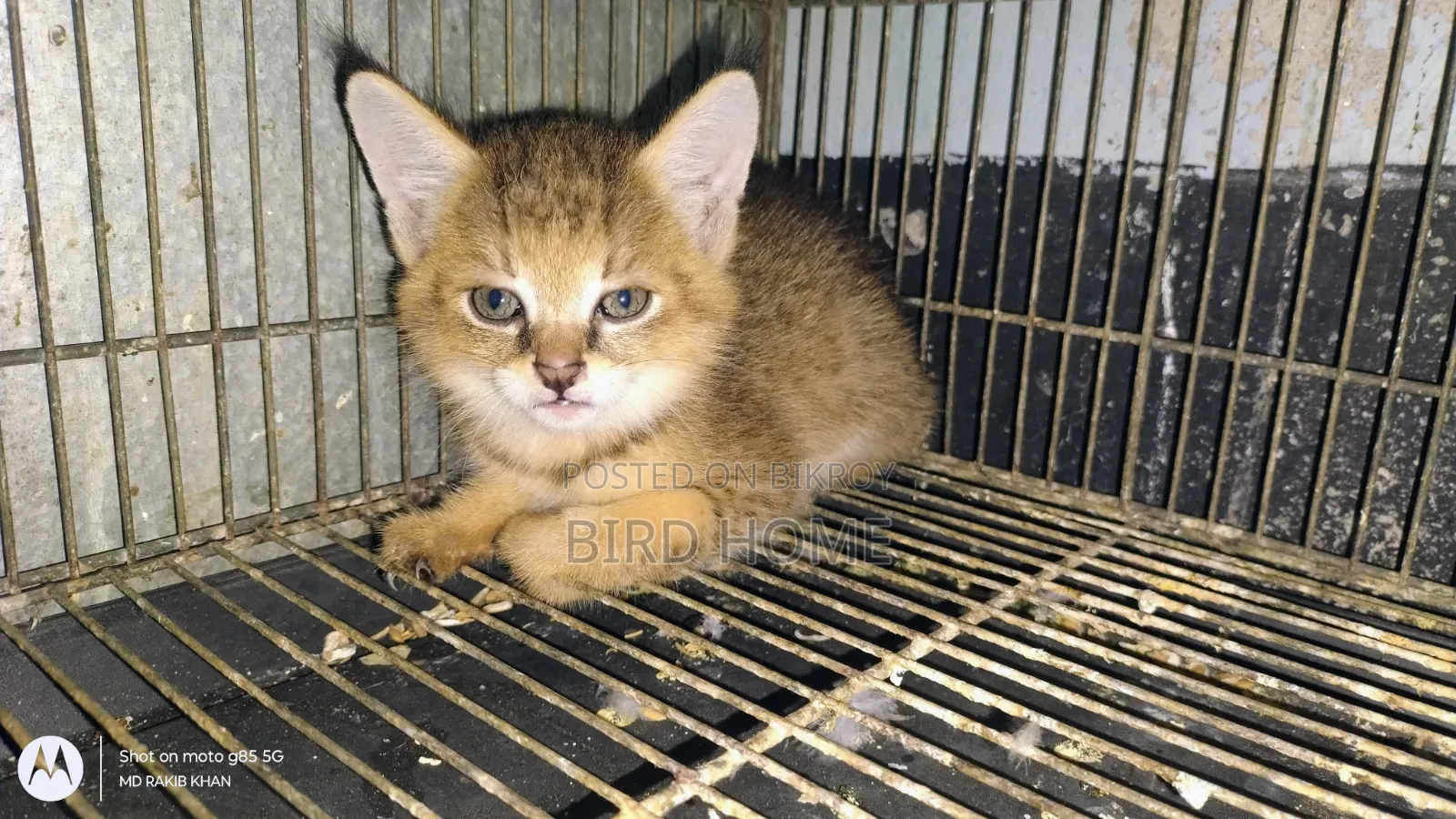 0-1 Month Female Purebred Abyssinian