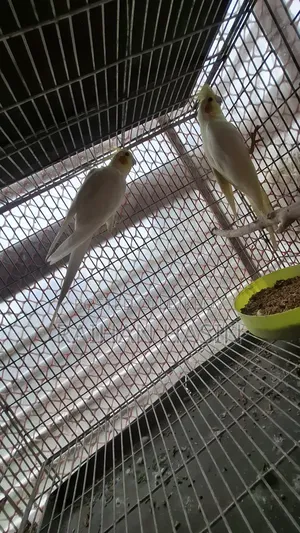Lutino Cockatiel Pair