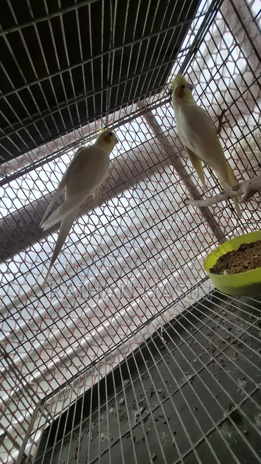 Lutino Cockatiel Pair