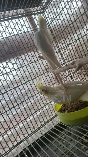 Lutino Cockatiel Pair