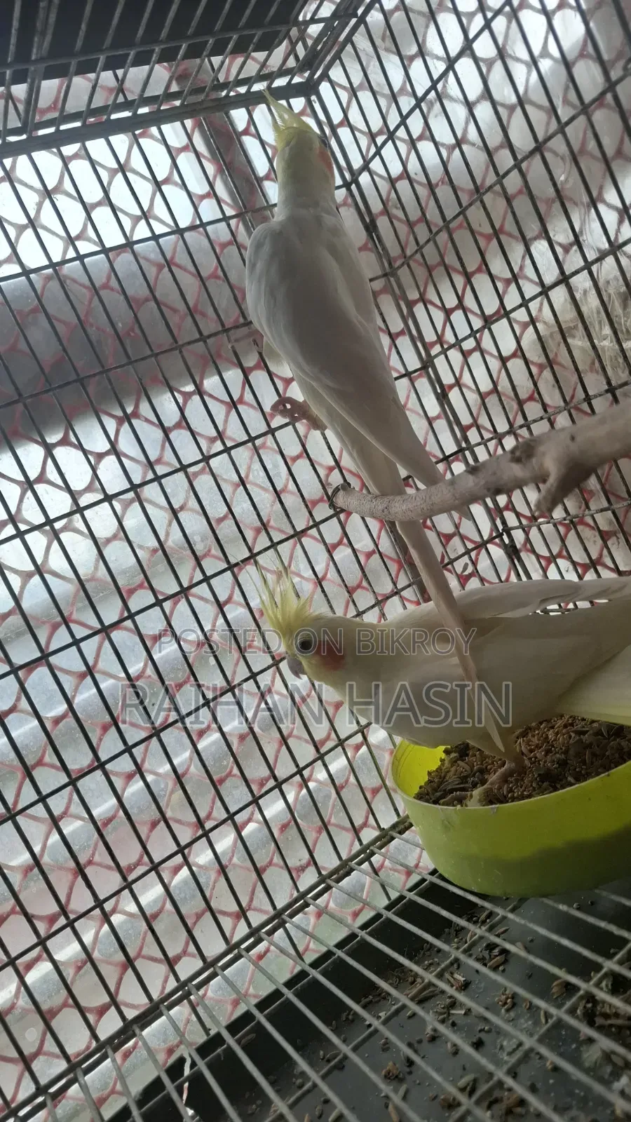Lutino Cockatiel Pair