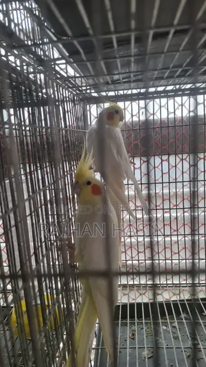 Lutino Cockatiel Pair