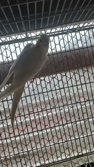 Lutino Cockatiel Pair