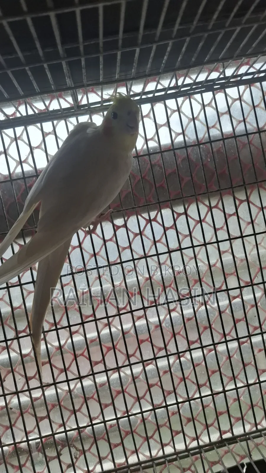 Lutino Cockatiel Pair