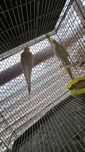Lutino Cockatiel Pair