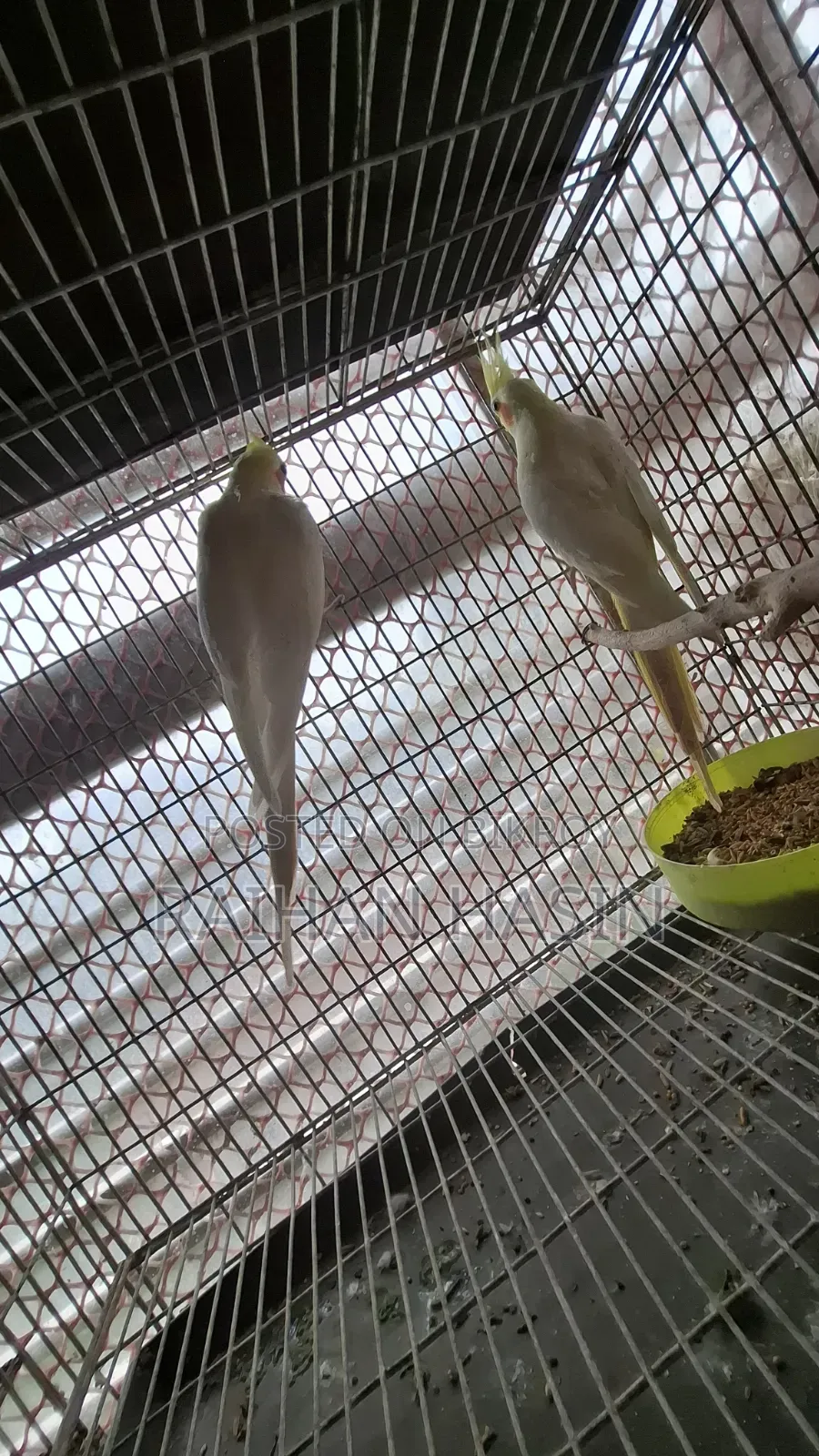 Lutino Cockatiel Pair
