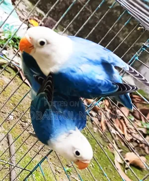 Blue Offline Lovebird