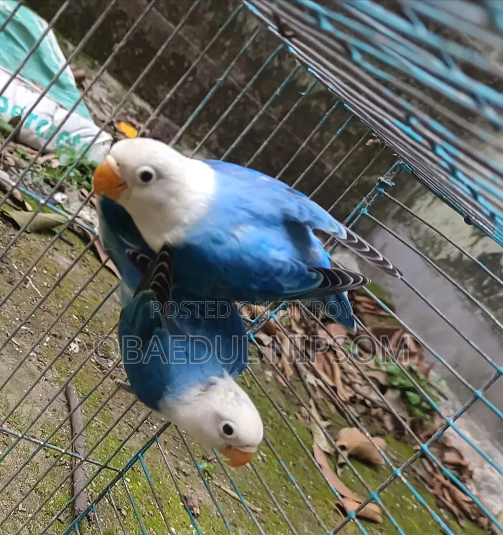Blue Offline Lovebird