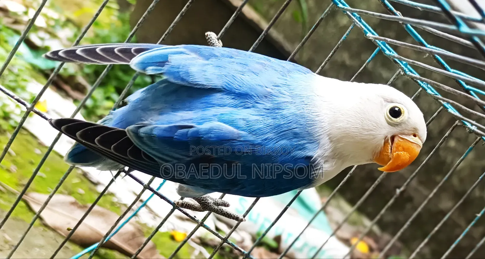 Blue Offline Lovebird