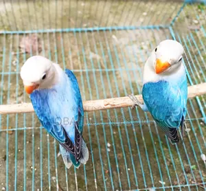 Blue Offline Lovebird