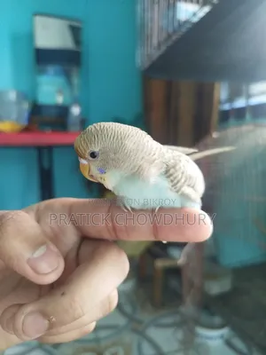 Tame Budgerigar Bird