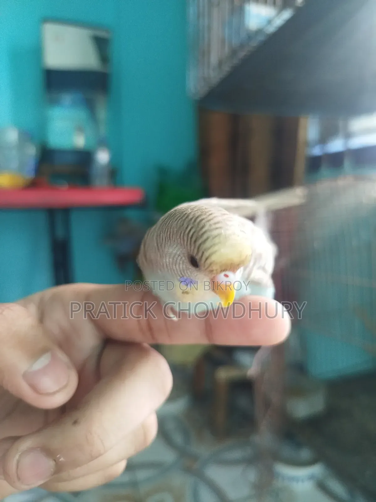 Tame Budgerigar Bird