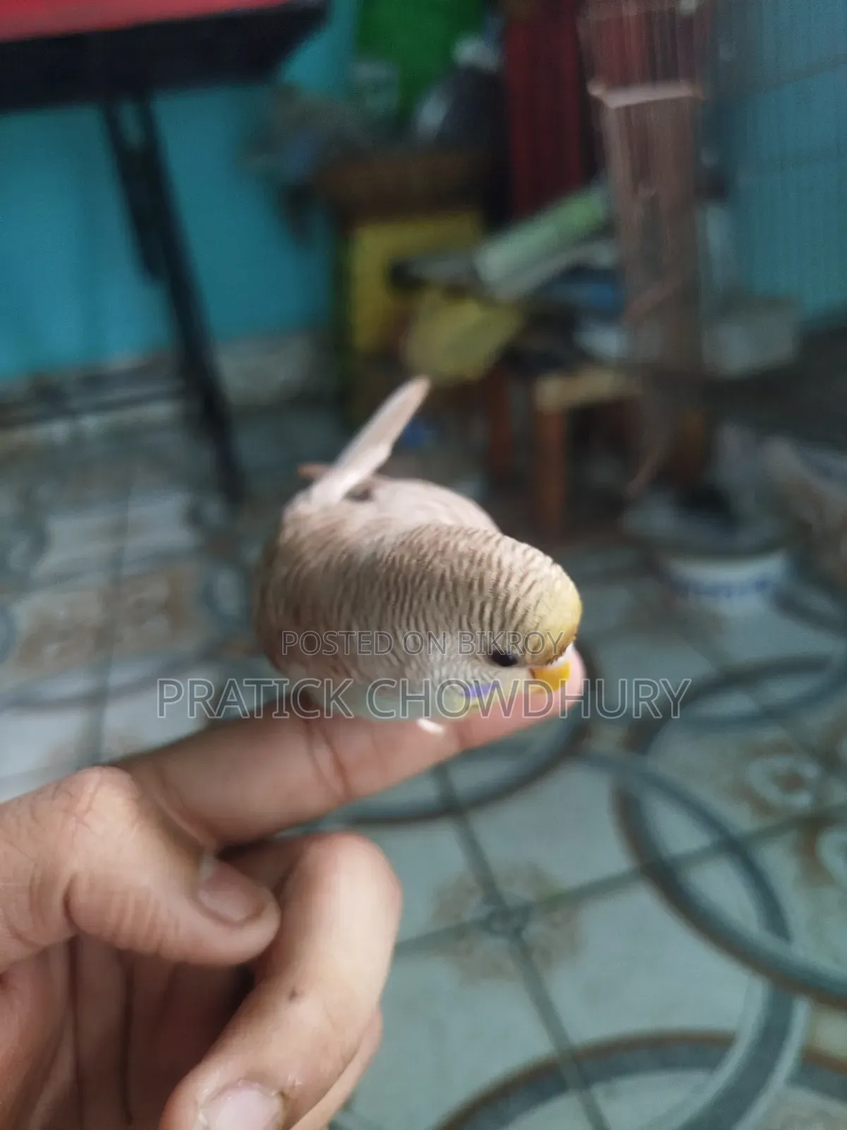 Tame Budgerigar Bird