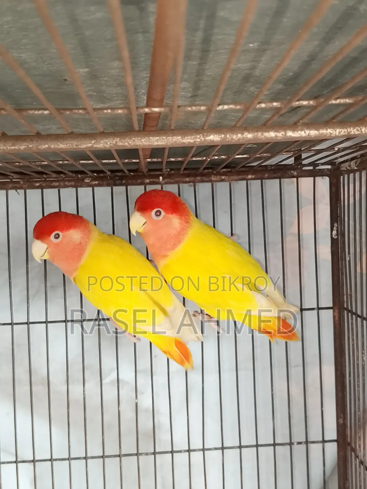 Lovebird Offline Bird