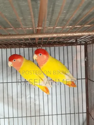 Lovebird Offline Bird