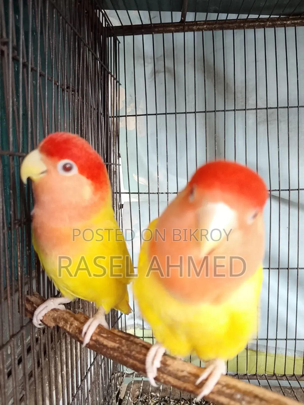 Lovebird Offline Bird