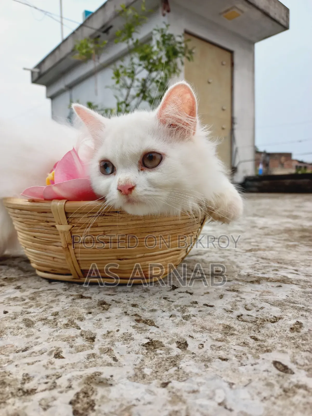 1-3 Months Male Purebred Persian
