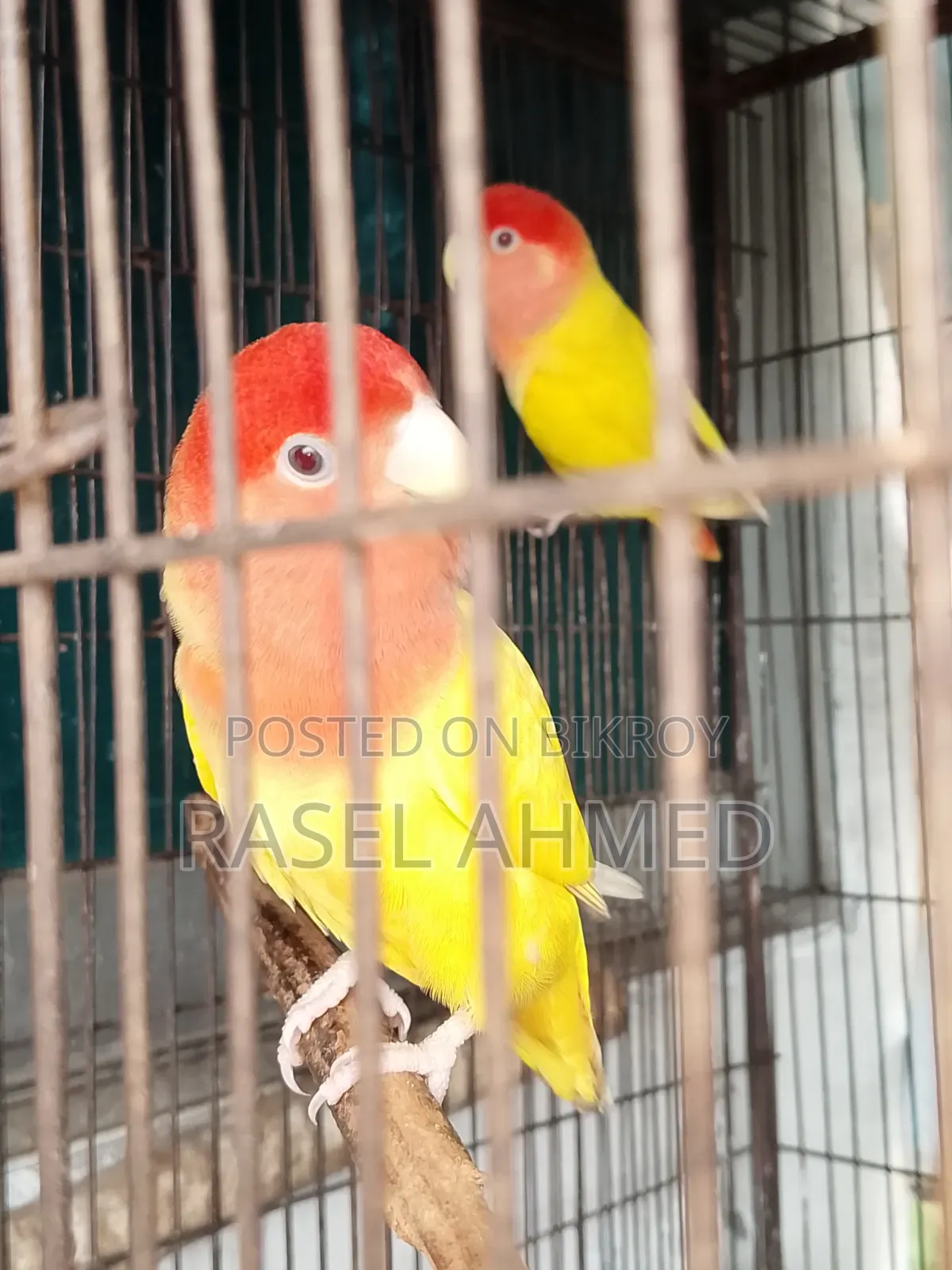 Lovebird Offline Bird