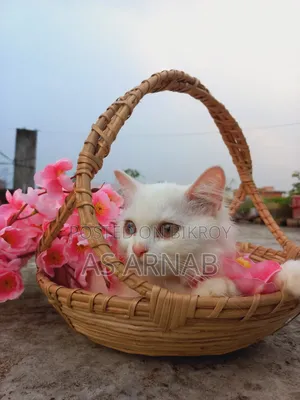 1-3 Months Male Purebred Persian