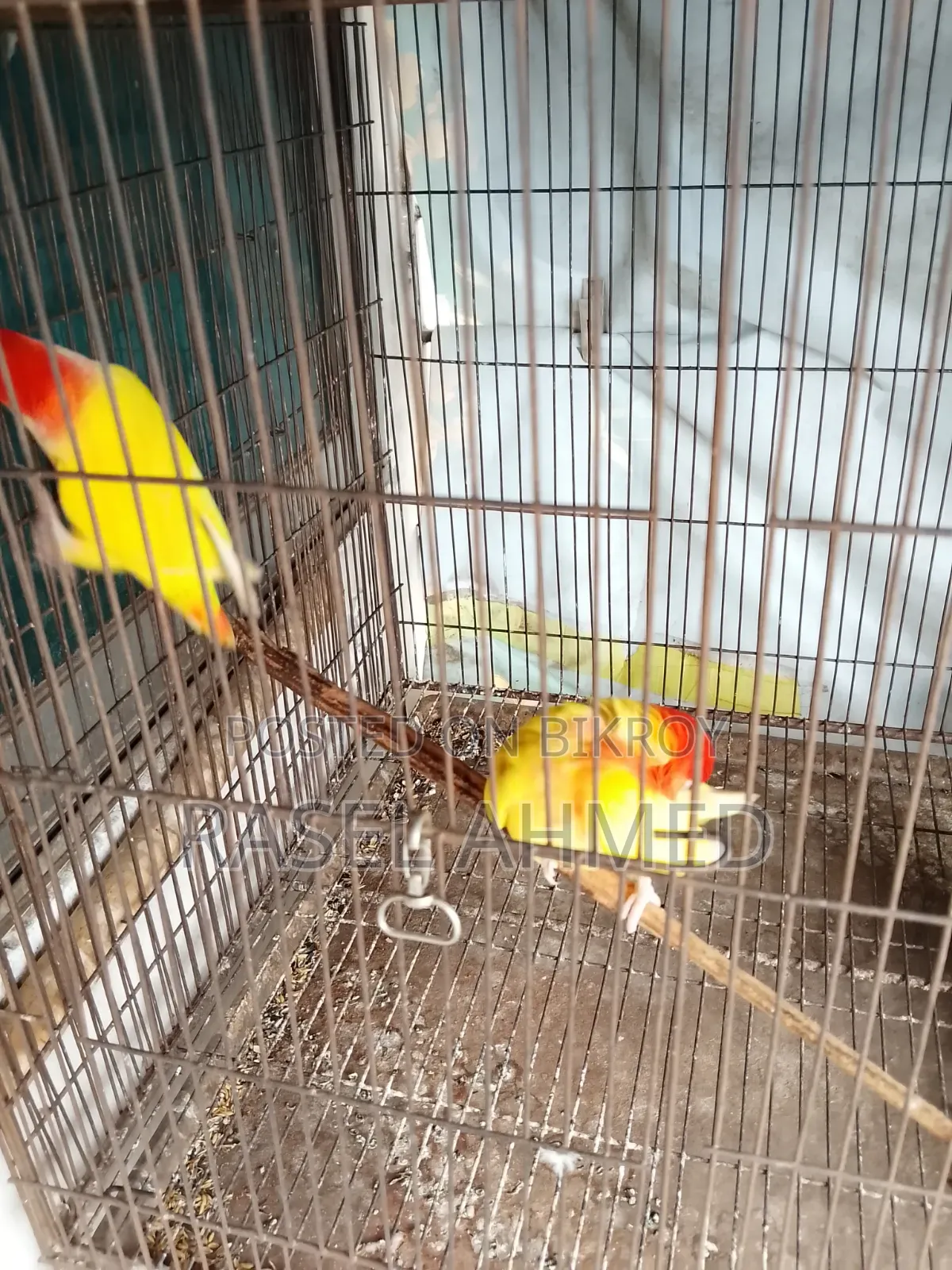 Lovebird Offline Bird
