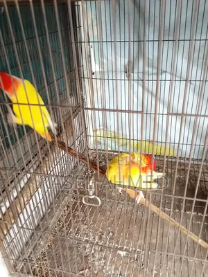 Lovebird Offline Bird