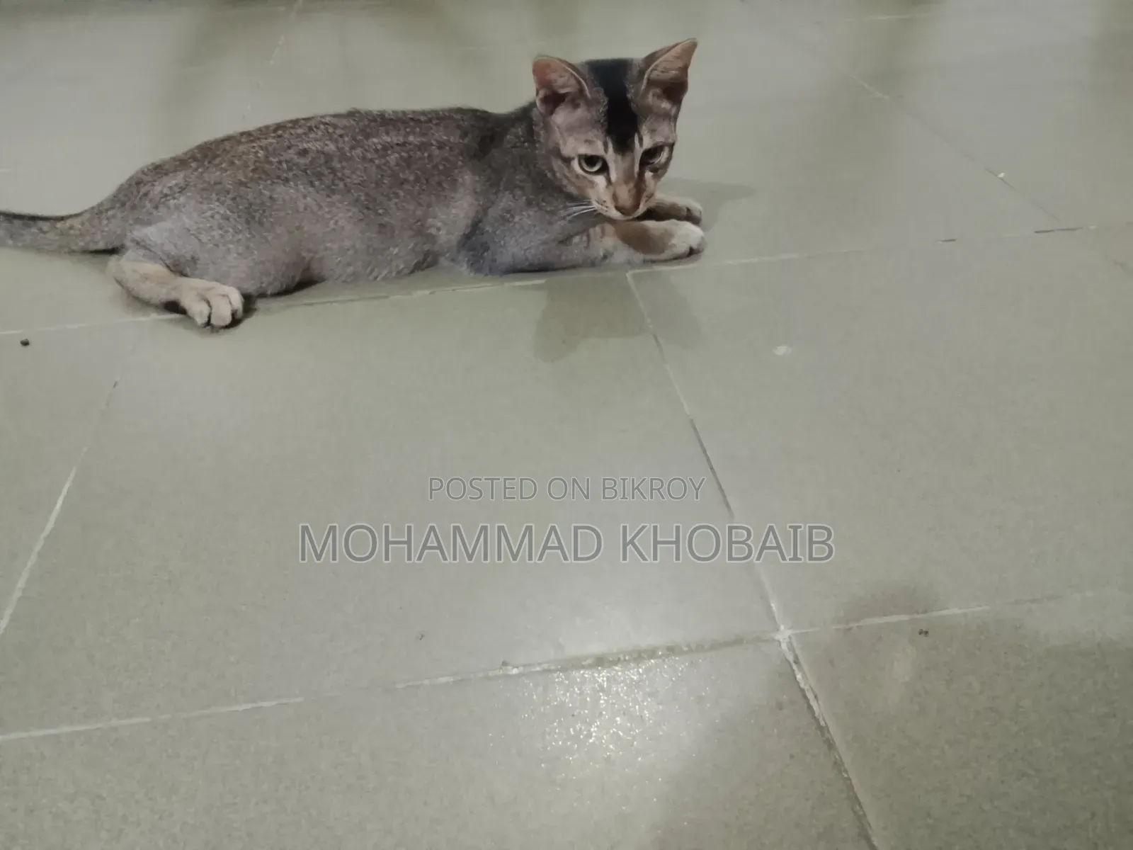 1-3 months Male Purebred Bengal