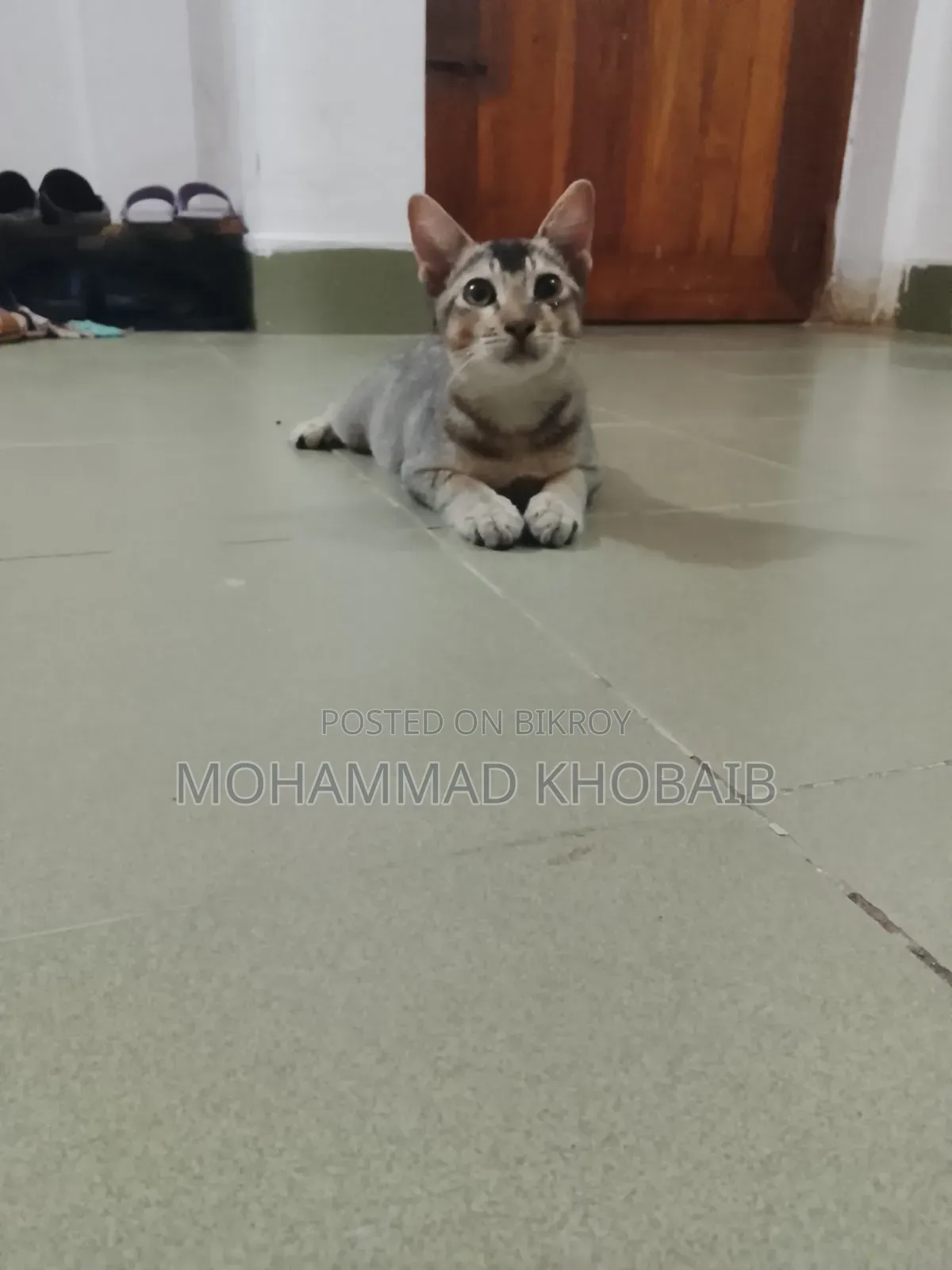1-3 months Male Purebred Bengal